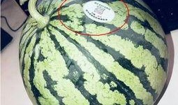 网红免费吃瓜,揭秘网络红人的幕后福利